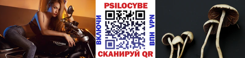Купить  Благодарный  Псилоцибиновые грибы Psilocybe 